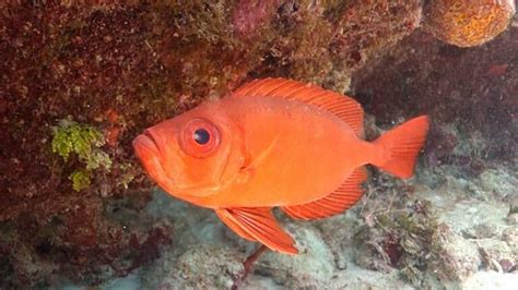 How to fish Red Bigeye or kwaw /AMAZING EXPERIENCED .